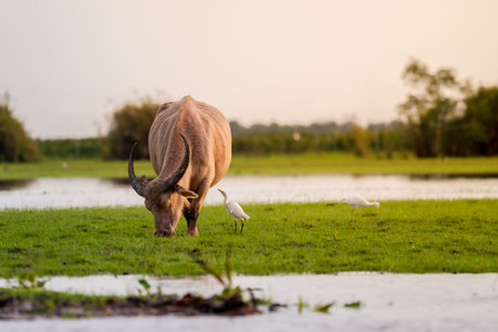 Water buffaloes in wetlands Thale Noi, one of the country's largest wetlands covering Phatthalung, Nakhon Si Thammarat and Songkhla ,South of THAILAND.の写真素材