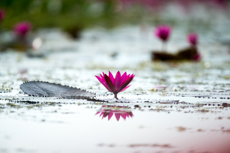 Pink lotus in wetlands Thale Noi, one of the country's largest wetlands covering Phatthalung, Nakhon...