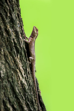 Blue Crested Lizard or Garden Blue Lizardの写真素材