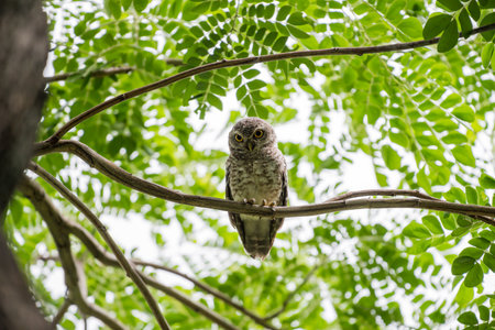 spotted owl standing with green tree leaves