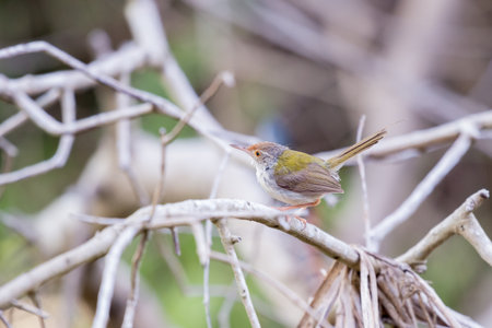 Common Tailorbirdの写真素材