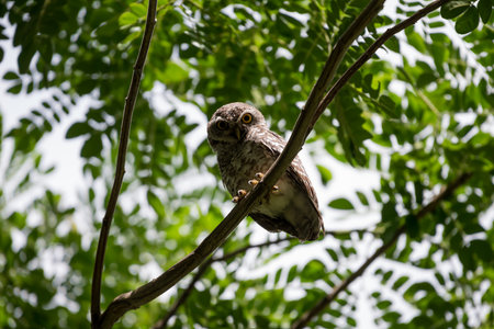spotted owl standing with green tree leaves