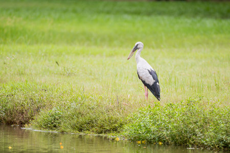 The Asian openbill or Asian openbill   in the parkの写真素材