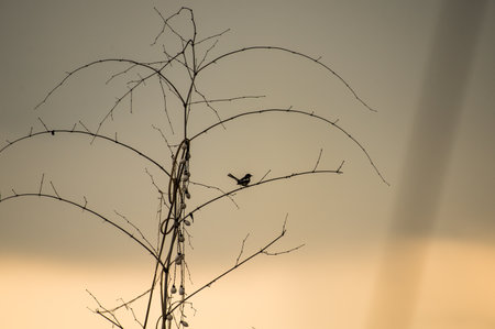 Bird in the cityの写真素材