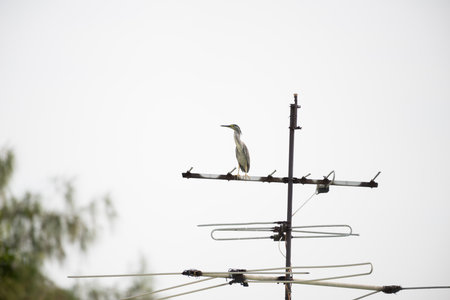 Bird in the city