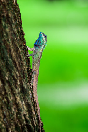 Blue Crested Lizard or Garden Blue Lizardの写真素材