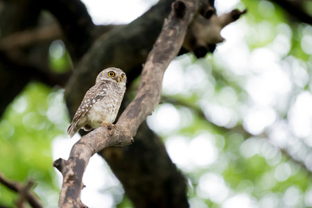 spotted owl in bangkok, Thailandの写真素材