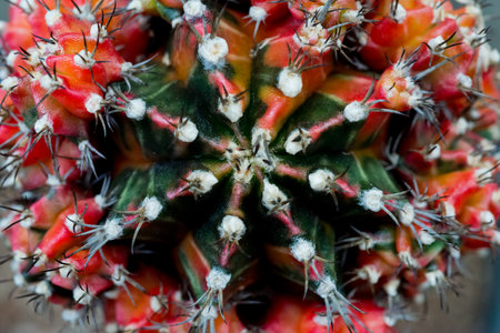 gymnocalycium cactusの写真素材