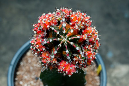 gymnocalycium cactusの写真素材