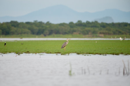 bird in wetlands Thale Noi, one of the country's largest wetlands covering Phatthalung, Nakhon Si Thammarat and Songkhla ,South of THAILAND.の写真素材
