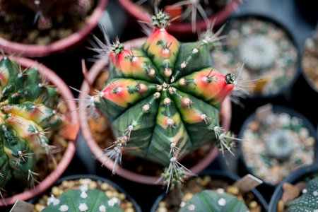 gymnocalycium cactusの写真素材