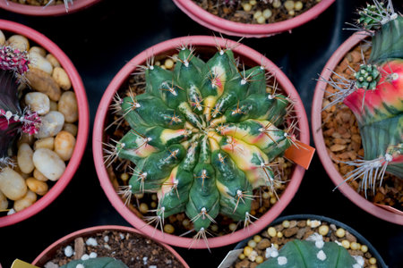 gymnocalycium cactusの写真素材