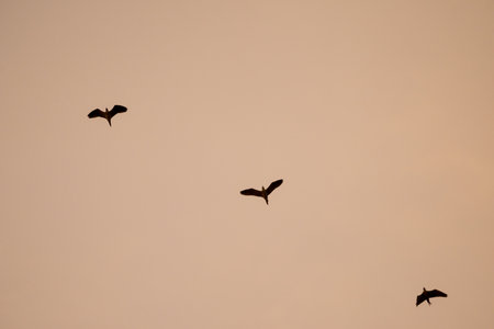 silhouette flying birds with sunset sky