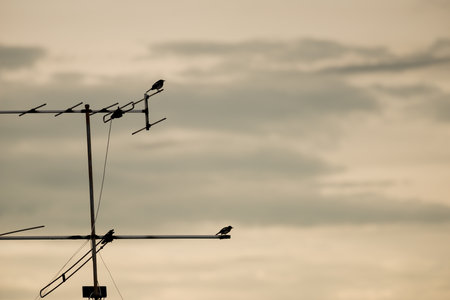 bird in the cityの写真素材