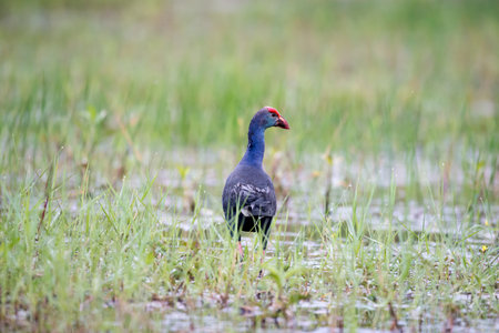 Purple Swamphen in wetlands Thale Noi, one of the country's largest wetlands covering Phatthalung, Nakhon Si Thammarat and Songkhla, South of THAILAND.の写真素材