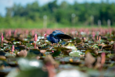 Purple Swamphen in wetlands Thale Noi, one of the country's largest wetlands covering Phatthalung, Nakhon Si Thammarat and Songkhla, South of THAILAND.の写真素材