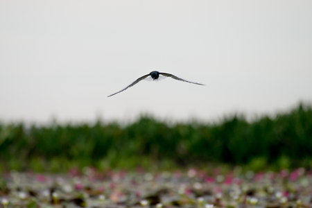 Little tern in wetlands Thale Noi, one of the country's largest wetlands covering Phatthalung, Nakhon Si Thammarat and Songkhla ,South of THAILAND.の写真素材
