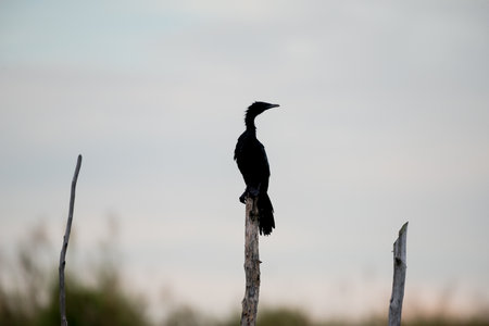 Little cormorant in wetlands Thale Noi, one of the country's largest wetlands covering Phatthalung, Nakhon Si Thammarat and Songkhla ,South of THAILAND.の写真素材