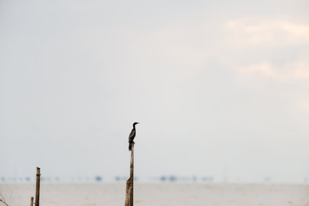 Little cormorant in wetlands Thale Noi, one of the country's largest wetlands covering Phatthalung, Nakhon Si Thammarat and Songkhla ,South of THAILAND.の写真素材
