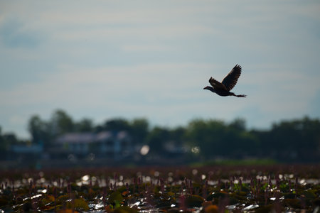 Purple Swamphen in wetlands Thale Noi, one of the country's largest wetlands covering Phatthalung, Nakhon Si Thammarat and Songkhla, South of THAILAND.の写真素材
