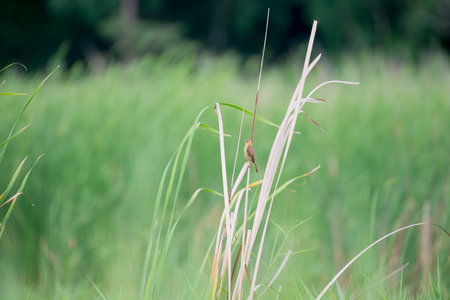 Baya weaverの写真素材