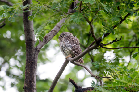 Spotted owlの写真素材