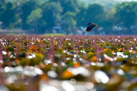 Purple Swamphen in wetlands Thale Noi, one of the country's largest wetlands covering Phatthalung, Nakhon Si Thammarat and Songkhla, South of THAILAND.の写真素材