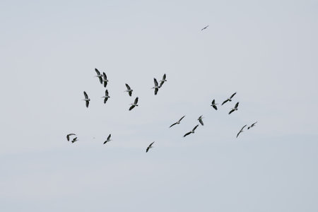Group Flying of Spot billed pelicanの写真素材