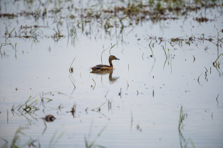 Lesser Whistling Duckの写真素材