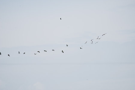 Group Flying of Spot billed pelican