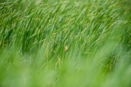 Baya weaverの写真素材