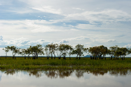 Paper bark tree in wetlands Thale Noi, one of the country's largest wetlands covering Phatthalung, Nakhon Si Thammarat and Songkhla ,South of THAILAND.の写真素材