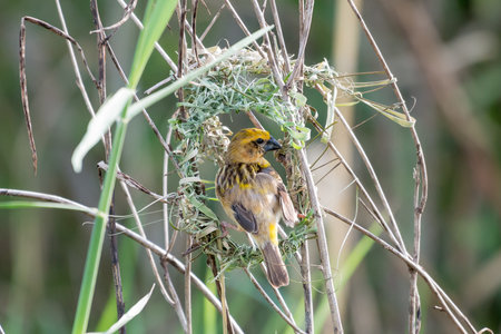 Baya weaverの写真素材