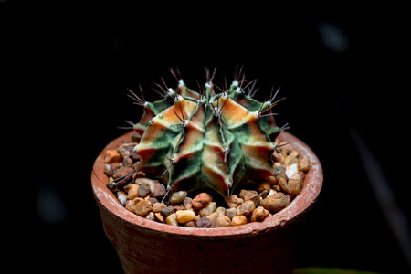 Gymnocalycium cactusの写真素材