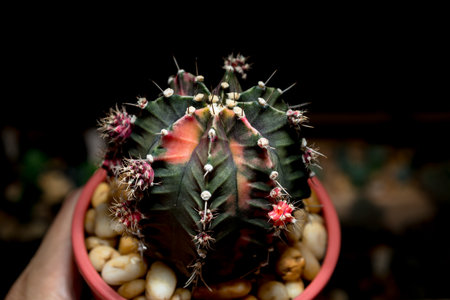 Gymnocalycium cactusの写真素材