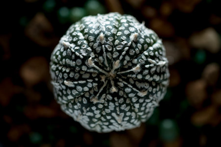 astrophytum asterias cactusの写真素材