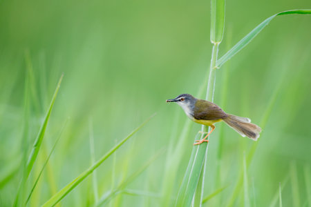 Yellow-bellied Prinia birdの写真素材