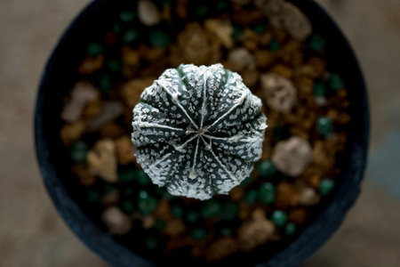 astrophytum asterias cactusの写真素材