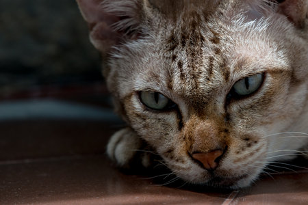 Cat Headshot