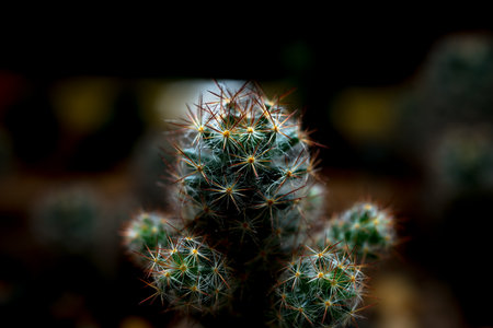 Cactusの写真素材