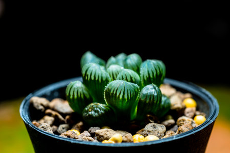Haworthia is a large genus of small succulent plantsの写真素材