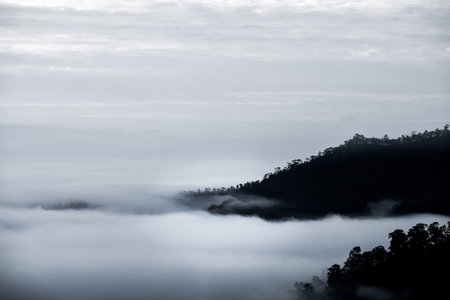 Fog above the forest in minimalist photographyの写真素材