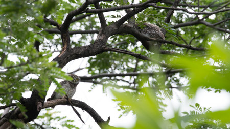Spotted owl