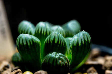 Haworthia is a large genus of small succulent plantsの写真素材