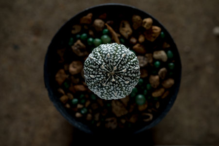 astrophytum asterias cactusの写真素材