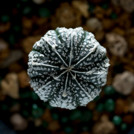 astrophytum asterias cactusの写真素材