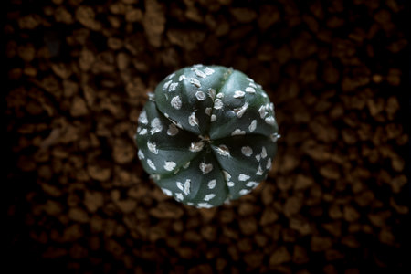 astrophytum asterias cactusの写真素材