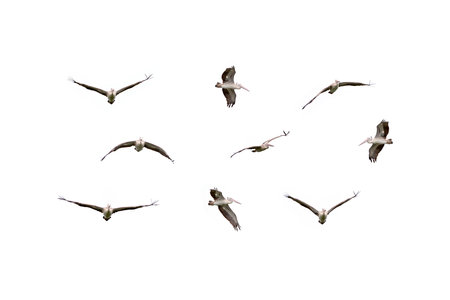 The spot-billed pelican or grey pelican (Pelecanus philippensis) is a member of the pelican family. It breeds in southern Asia.の写真素材