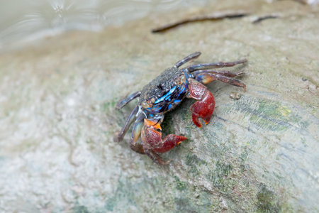A fiddler crab, sometimes known as a calling crab, may be any of approximately 100 species of...