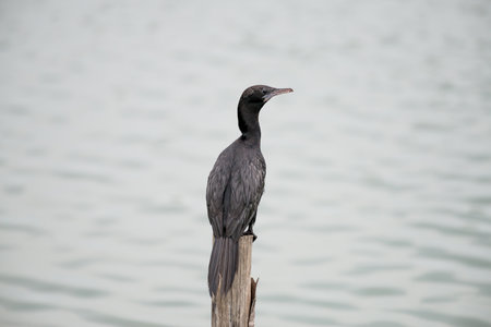 Little Cormorantの写真素材